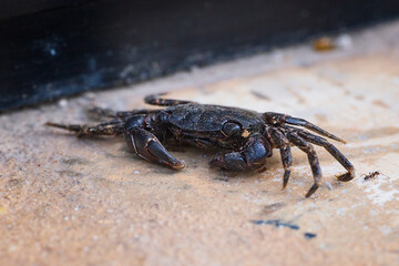 Pachygrapsus marmoratus