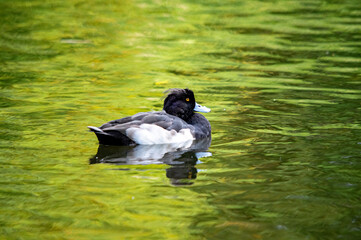 Männliche Reiherente auf dem See
