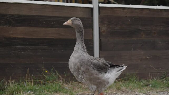 Greylag goose, Toulouse goose or Anser anser. Farm or ranch animals