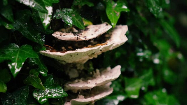 Closeup of ivy leaves growing on tree with white protruding tree fungus in a slight panning cinematic shot with lots of background blur in Middle Europe