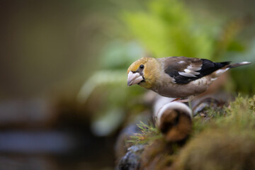 Hawfinch Coccothraustes coccothraustes amazing bird perched on tree blurred background forest pond bird drinking water