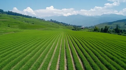 Lush Green Rice Paddy Field With Mountains in the Background