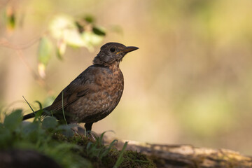 Obraz premium female Blackbird Turdus merula on the forest puddle bird batch time Poland Europe drinking water