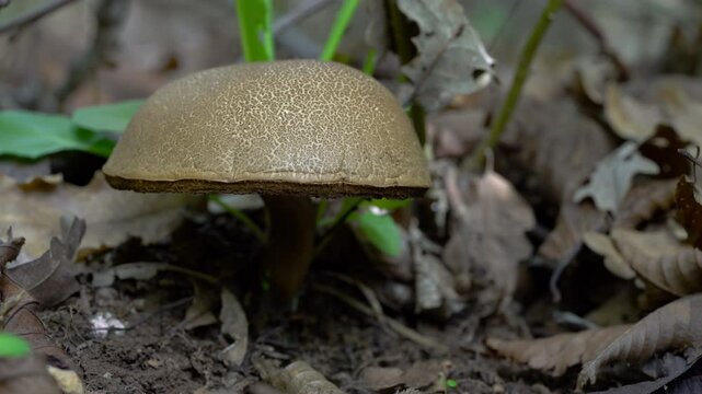Cracking Bolete in natural ambient (Xerocomellus chrysenteron) - (4K)