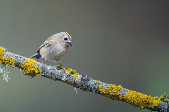 Small bird - Goldcrest Regulus regulus perched on tree, autumn time bied drinking water on forest pond