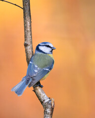 Bird - Blue Tit ( Cyanistes caeruleus ) perched on tree autumn time small bird on warm blurred...