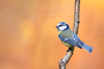 Bird - Blue Tit ( Cyanistes caeruleus ) perched on tree autumn time small bird on warm blurred background