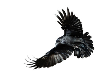 Birds flying raven isolated on white background Corvus corax. Halloween - flying bird