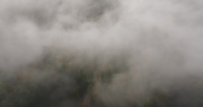 Aerial view of colorful autumn trees in the morning fogg