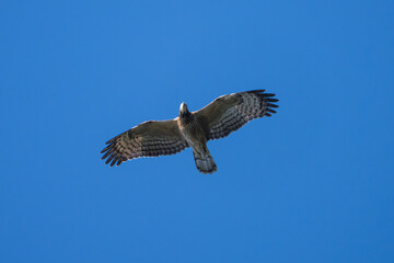 Mountain Hawk-eagle (Nisaetus nipalensis). The Mountain Hawk-Eagle is a powerful raptor in Asia's mountainous forests, known for keen hunting skills, strong talons, and striking plumage.