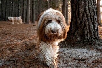 Fluffy dog strolling through a tranquil forest.