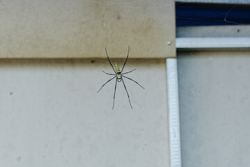 Daddy long legs spider (Crossopriza lyoni) in web