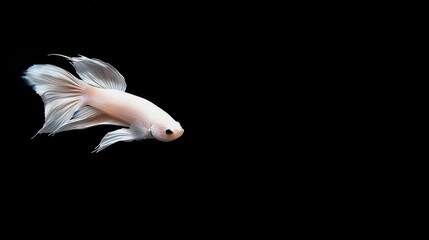 Fototapeta premium Vibrant Betta Splendens on Solid Color Background