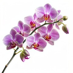 Naklejka premium A branch with pink orchid flowers is isolated on a white background.