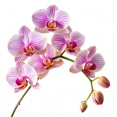 Obraz premium A branch with pink orchid flowers is isolated on a white background.