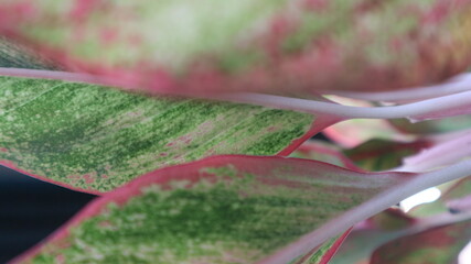 Aglaonema is a highly decorative plant with several interesting varieties.This plant is widely still cultivated in Thailand