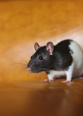 small black and white rat on a yellow background