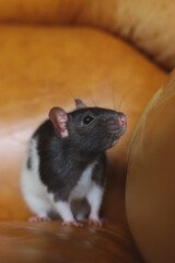 small black and white rat on a yellow background