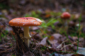 Amanita muscari. Toxic and hallucinogen beautiful red-headed mushroom Fly Agaric in grass on autumn forest background. source of the psycho-active drug Muscarine