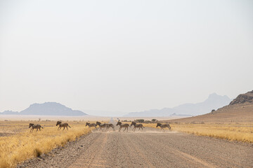 Traversée de zèbres 