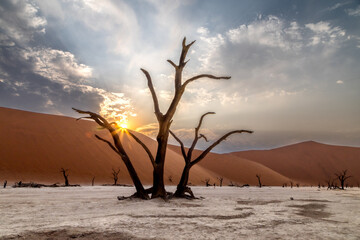 Dead Vlei dans le désert du Namib