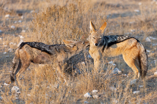 Le chacal &agrave; chabraque en Namibie 