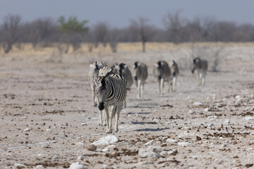 Zèbres du parc d'Etosha