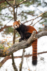 Cute red panda living in a zoo in Japan with tree branch and ground.