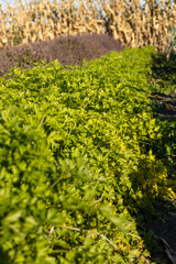 Lush green parsley and purple herbs growing in a rural field, with dry corn stalks in the background. A scenic view of diverse organic farming in a countryside setting.