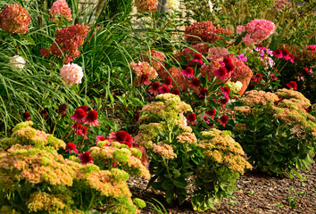 Jeżówka purpurowa, rozchodnik okazały, rozplenica japońska i hortensja bukietowa na rabacie, rozchodnikowiec, Echinacea purpurea, Hylotelephium spectabile or Sedum spectabile, Hydrangea paniculata, © kateej