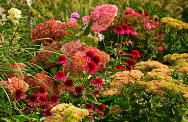 Jeżówka purpurowa, rozchodnik okazały, rozplenica japońska i hortensja bukietowa na rabacie, rozchodnikowiec, Echinacea purpurea, Hylotelephium spectabile or Sedum spectabile, Hydrangea paniculata, © kateej