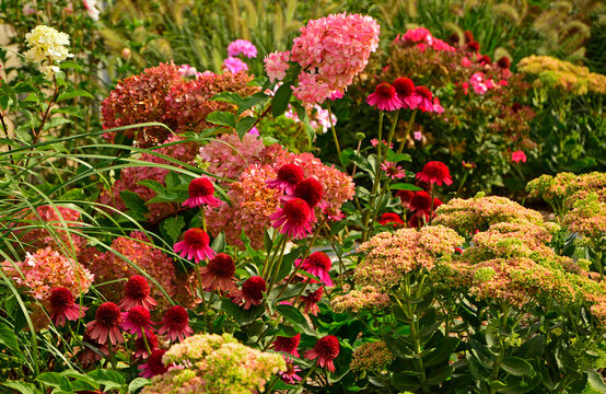 Jeż&oacute;wka purpurowa, rozchodnik okazały, rozplenica japońska i hortensja bukietowa na rabacie, rozchodnikowiec, Echinacea purpurea, Hylotelephium spectabile or Sedum spectabile, Hydrangea paniculata,