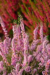 rózowe wrzosy w ogrodzie, kwitnące wrzosy, Wrzos zwyczajny, wrzos pospolity, Calluna vulgaris, common heather, simply heathe, wrzos Annemarie, wrzos o pełnych kwiatach, double flowers Calluna vulgaris © kateej