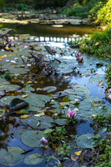 A serene lakeside scene with reflections of trees on calm water, surrounded by green plants and fallen autumn leaves. A peaceful, natural landscape capturing the beauty of seasonal change.