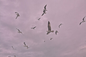 Sea gulls are flying at the Istanbul Bosporus