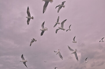 Sea gulls are flying at the Istanbul Bosporus