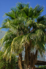 Fototapeta premium A vibrant palm tree sways gently under the clear blue sky in an inviting outdoor space.
