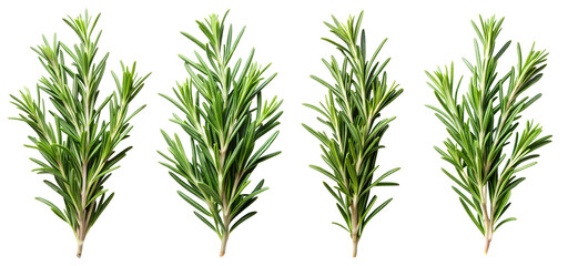 Set of thyme sprigs on an isolated transparent background. Concept of fragrant seasoning for food.