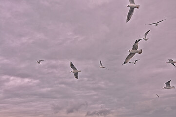 Sea gulls are flying at the Istanbul Bosporus