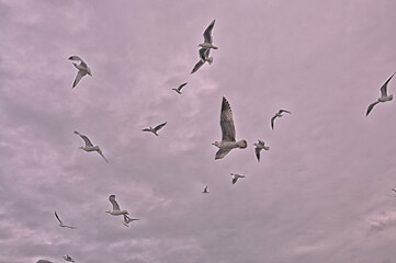 Sea gulls are flying at the Istanbul Bosporus