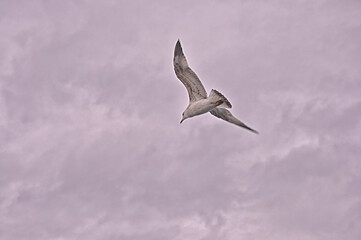 Sea gulls are flying at the Istanbul Bosporus
