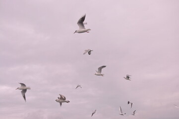 Sea gulls are flying at the Istanbul Bosporus
