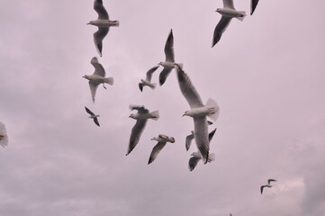 Sea gulls are flying at the Istanbul Bosporus