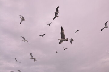 Sea gulls are flying at the Istanbul Bosporus