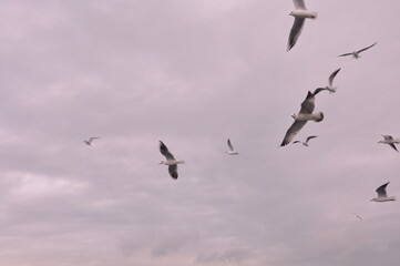 Sea gulls are flying at the Istanbul Bosporus