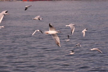 Sea gulls are flying at the Istanbul Bosporus