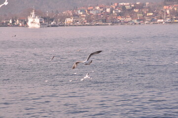 Sea gulls are flying at the Istanbul Bosporus