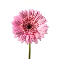 Beautiful blooming pink flower gerbera isolated on white background