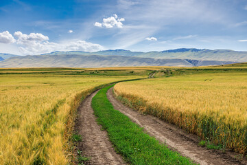 Countryside dirt road and yellow wheat fields natural scenery. road trip.