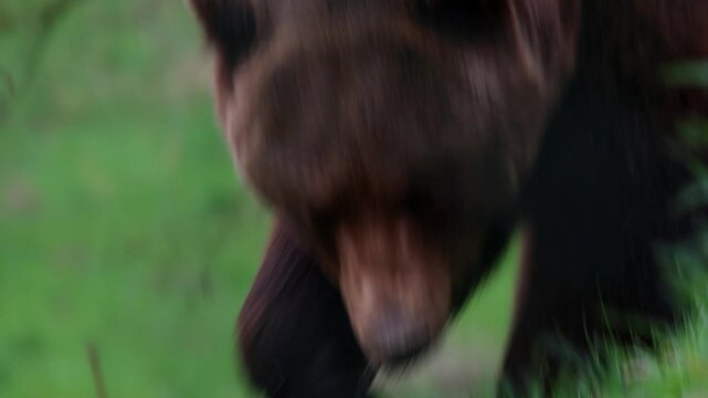 a brown bear on a meadow 4k 25fps video